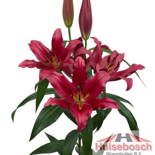 Bacca Lilium