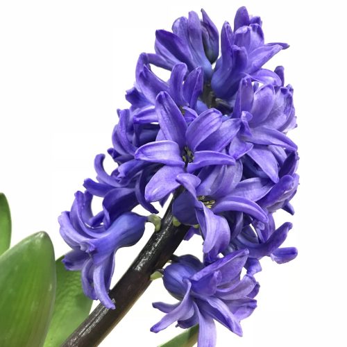 Assortiment - Delfs Blue