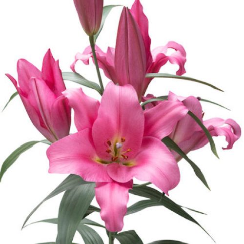 Lilium Pink Goddess-