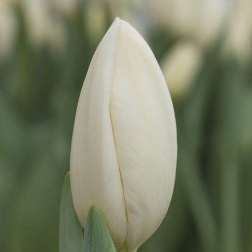 Snowboard tulip