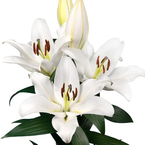 Tomorrow lily square